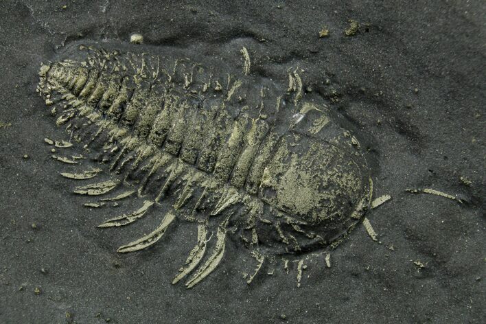 Pyritized Triarthrus Trilobite with Appendages - New York #383767